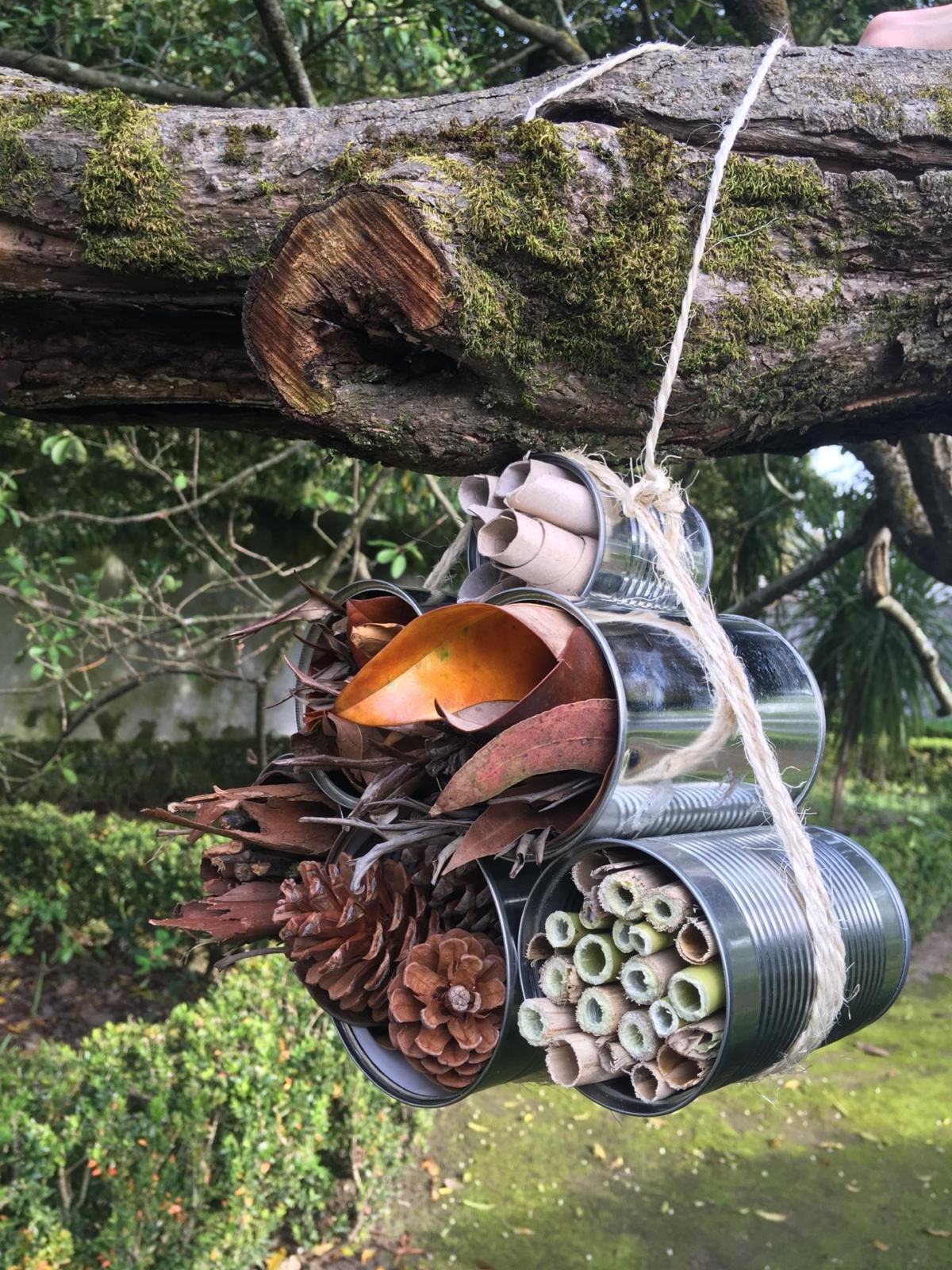 Varias latas com elementos da natureza presas por uma corda, suspensas numa árvore